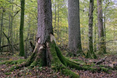 Sonbaharda korna ve meşe ağaçlarıyla enkaz tezgahı, Bialowieza Ormanı, Polonya, Avrupa