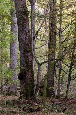 Sonbaharda korna ve meşe ağaçlarıyla enkaz tezgahı, Bialowieza Ormanı, Polonya, Avrupa