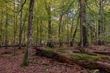 Bialowieza Ormanı, Polonya ve Avrupa 'da sonbahar aylarında yaprakları dökülen ağaçlar.