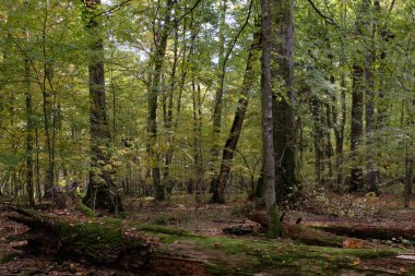 Bialowieza Ormanı, Polonya ve Avrupa 'da sonbahar aylarında yaprakları dökülen ağaçlar.