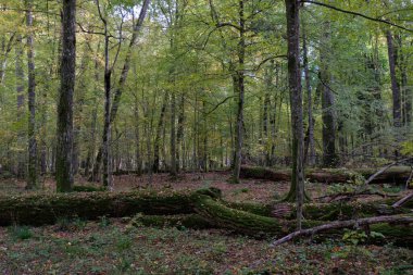 Bialowieza Ormanı, Polonya ve Avrupa 'da sonbahar aylarında yaprakları dökülen ağaçlar.