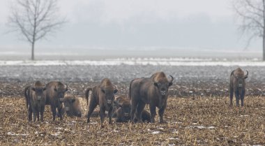 Avrupai bizon sürüsü kışın tarlada dinleniyor, Bialowieza Ormanı, Polonya, Avrupa