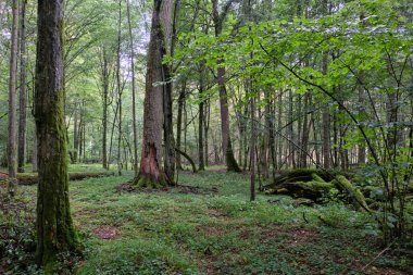 Sabah yaprak döken ormanlarda eski ağaçlar ve kısmen çökmüş ağaçlar, Bialowieza Ormanı, Polonya, Avrupa