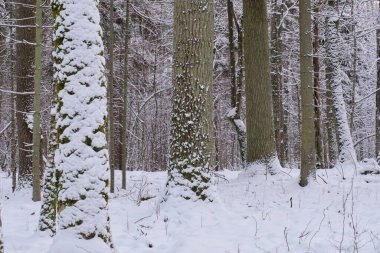 Karlı yaprak döken kış manzarası kar yağışı, Bialowieza Ormanı, Polonya, Avrupa