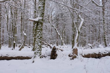 Karlı yaprak döken kış manzarası kar yağışı, Bialowieza Ormanı, Polonya, Avrupa