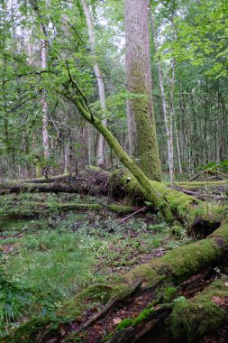 Sabah yaprak döken ormanlarda eski ağaçlar ve kısmen çökmüş ağaçlar, Bialowieza Ormanı, Polonya, Avrupa