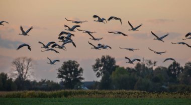 Gün batımı bulutlu gökyüzüne, Podlaskie Voyvodeship, Polonya ve Avrupa 'ya karşı uçuşta ortak Crane (Grus grus)