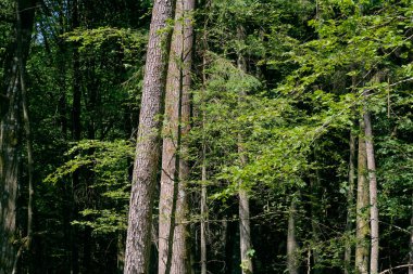 Yaz öğle vakti, Bialowieza orman, Polonya, Avrupa'nın eski yaprak döken orman