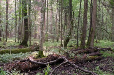 Sabah yaprak döken ormanlarda eski ağaçlar ve kısmen çökmüş ağaçlar, Bialowieza Ormanı, Polonya, Avrupa