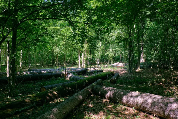 Old deciduous forest in summer midday with logs lying in foreground, Bialowieza Forest, Poland, Europe