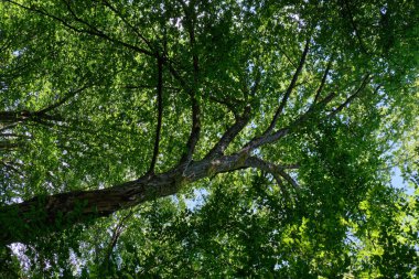 Deciduous hornbeam tree against blue sky in summer, Bialowieza Forest, Poland, Europe