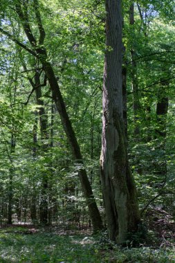 Old deciduous forest in summer midday with old linden tree in foreground, Bialowieza Forest, Poland, Europe