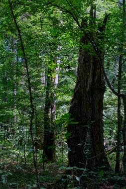 Old deciduous forest in summer midday landscape with old broken oak tree in foreground, Bialowieza Forest, Poland, Europe