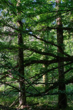 Eski hornbeam dal yosunu yazın doğal yaprak döken orman, Bialowieza Ormanı, Polonya, Avrupa