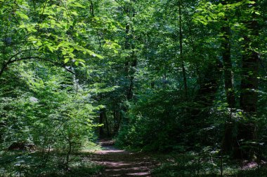 Summertime deciduous stand and path crossing, Bialowieza Forest, Poland, Europe