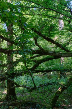 Eski hornbeam dal yosunu yazın doğal yaprak döken orman, Bialowieza Ormanı, Polonya, Avrupa