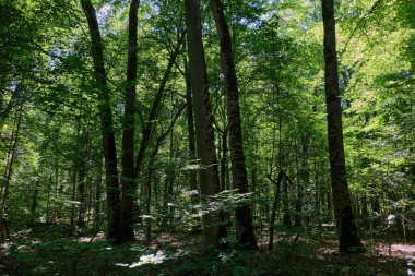 Mainly deciduous hornbeam stand at summer midday, Bialowieza Forest, Poland, Europe