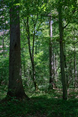 Mainly deciduous hornbeam stand at summer midday, Bialowieza Forest, Poland, Europe