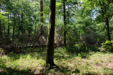 Yaz öğle vakti, Bialowieza orman, Polonya, Avrupa'nın eski yaprak döken orman