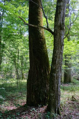 Old deciduous forest in summer midday with old hornbeam trees in foreground, Bialowieza Forest, Poland, Europe