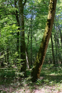 Old deciduous forest in summer midday with old maple tree in foreground, Bialowieza Forest, Poland, Europe