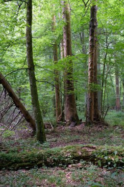 Yaz aylarında yaprak döken ilkel orman arka plan andmaple yaşlı meşe ağacının ve ön plan, Bilowieza orman, Polonya, Avrupa'nın gürgen