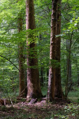 Summertime deciduous primeval forest with old oak tree in background andmaple and hornbeam in foreground, Bialowieza Forest, Poland, Europe