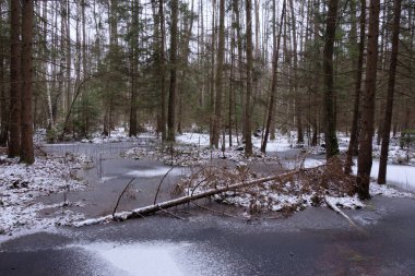 Ormandaki ilk kar, donmuş su ve supruslarla, Bialowieza Ormanı, Polonya ve Avrupa 'da yağdı.