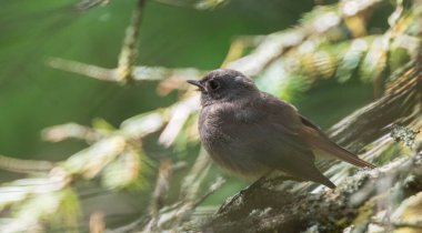 Juvenile Common Redstart (Phoenicurus phoenicurus) yakın plan, Podlaskie Voyvodeship, Polonya, Avrupa