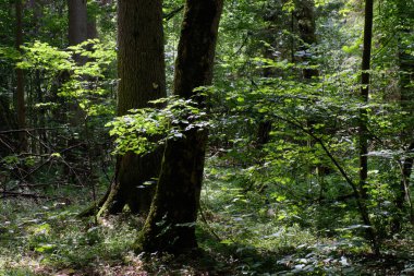 Old deciduous forest in summer midday landscape with old hornbeam and spruce tree, Bialowieza Forest, Poland, Europe