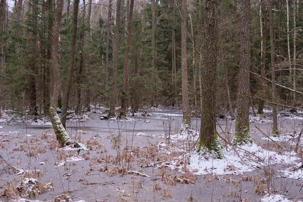 Der Erste Schnee Einer Waldlandschaft Mit Gefrorenem Wasser Und Supreces — Stockfoto