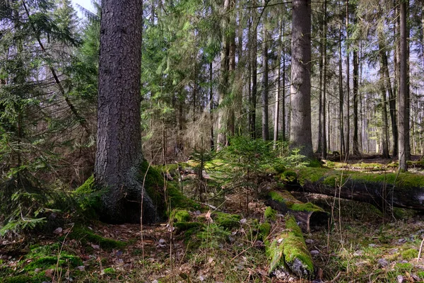 Naaldhout Met Sparren Voorgrond Met Enkele Gebroken Naaldbomen Naast Winter — Stockfoto