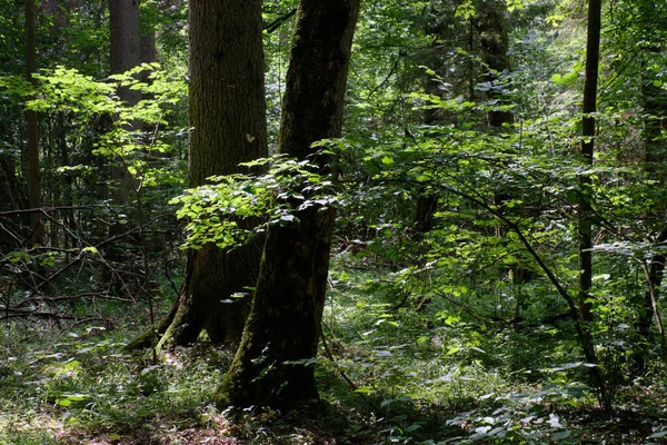 Old Deciduous Forest Summer Midday Landscape Old Hornbeam Spruce Tree — Stock Fotó