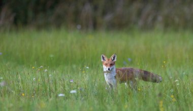 Kızıl Tilki (Vulpes vulpes) otlak, Polonya, Avrupa 'da ayakta duruyor