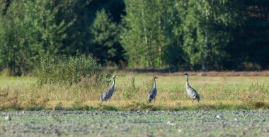 Yaz mevsiminde üç turna (Grus grus), Podlaskie Voyvodeship, Polonya, Avrupa