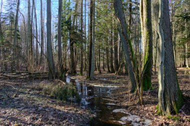 Güneşli bir günde nehir boyunca akan akarsuyun kış manzarası, Bialowieza Ormanı, Polonya, Avrupa