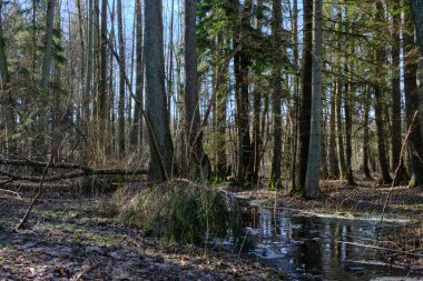 Güneşli bir günde nehir boyunca akan akarsuyun kış manzarası, Bialowieza Ormanı, Polonya, Avrupa