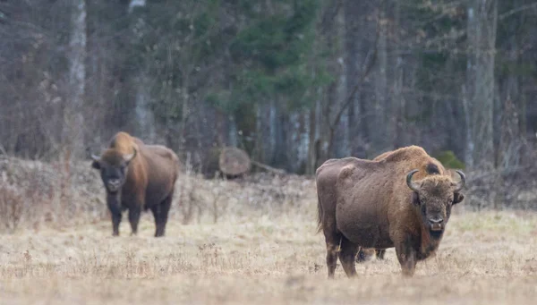 Dos Toros Bisontes Europeos Pastando Primavera Podlasie Polonia Europa —  Fotos de Stock