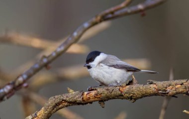 Willow tit (Poecile montanus) closeup in wintertime sitting on branch, Bialowieza Forest, Poland, Europe