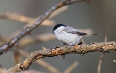 Willow tit (Poecile montanus) closeup in wintertime sitting on branch, Bialowieza Forest, Poland, Europe