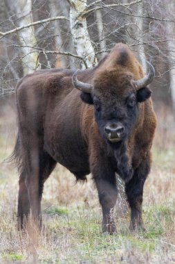 Avrupa Bizonu (Bison bonasus) erkek bahar ormanlarında kameraya bakıyor, Bialowieza Ormanı, Polonya, Avrupa