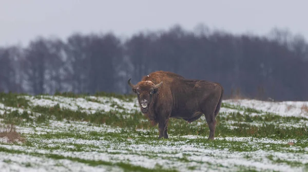 Bisonte Europeo Bison Bonasus Macho Invierno Mirando Cámara Bosque Bialowieza —  Fotos de Stock