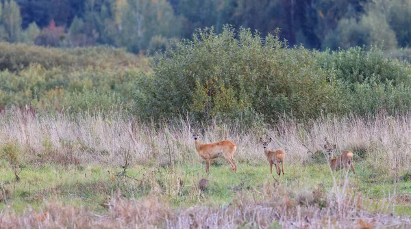 Group European Roe Deer Capreolus Capreolus Восени Дивлячись Камеру Регіоні — стокове фото