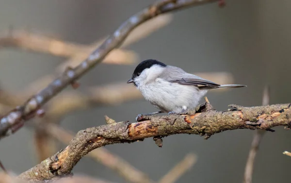 stock image Willow tit (Poecile montanus) closeup in wintertime sitting on branch, Bialowieza Forest, Poland, Europe