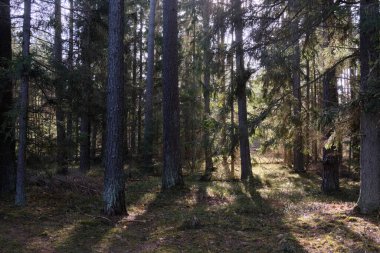 Kış güneşinde kozalaklı bir orman. Önünde eski çam ağaçları, Bialowieza Ormanı, Polonya, Avrupa.