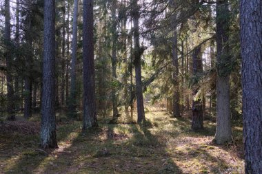 Kış güneşinde kozalaklı bir orman. Önünde eski çam ağaçları, Bialowieza Ormanı, Polonya, Avrupa.