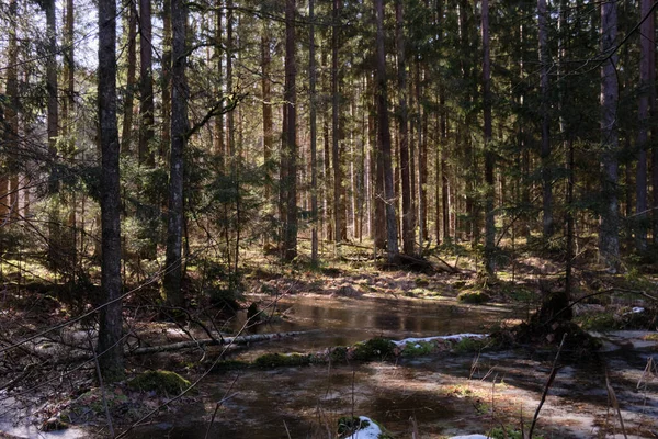 Κωνοφόρα Δάση Στον Χειμερινό Ήλιο Παγωμένο Νερό Πρώτο Πλάνο Bialowieza — Φωτογραφία Αρχείου