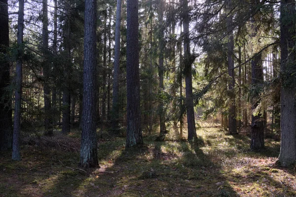 Las Iglasty Zimowym Słońcu Starymi Sosnami Pierwszym Planie Puszcza Białowieska — Zdjęcie stockowe