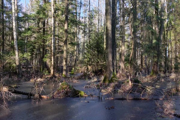 Kış güneşinde kozalaklı bir orman. Önünde donmuş su, Bialowieza Ormanı, Polonya, Avrupa.