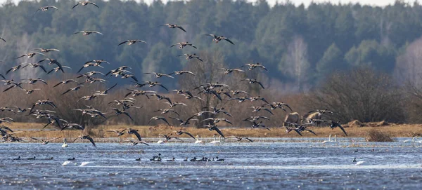 Large Flock Waterfowls Swans Spring Flooded Meadows Podlaskie Voivodeship Poland — Stock Photo, Image